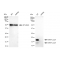 KD-Validated MAP1LC3A Rabbit mAb (20 μl)
