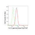 KD-Validated YWHAG Rabbit mAb (20 μl)