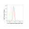KD-Validated YWHAG Rabbit mAb (20 μl)