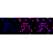 KD-Validated YWHAG Rabbit mAb (20 μl)