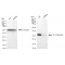 KD-Validated YWHAG Rabbit mAb (20 μl)
