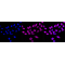 KD-Validated Hsp22 Rabbit mAb (20 μl)