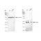 KD-Validated Hsp22 Rabbit mAb (20 μl)