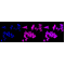 KD-Validated EIF4EBP1 Rabbit mAb (20 μl)