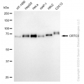 KD-Validated CRTC3 Rabbit mAb (20 μl)