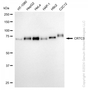 KD-Validated CRTC3 Rabbit mAb (20 μl)