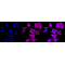 KD-Validated DIAPH1 Rabbit mAb (20 μl)