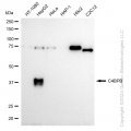 KD-Validated C4BPB Rabbit mAb (20 μl)