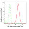 KD-Validated MCM6 Rabbit mAb (20 μl)