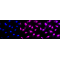 KD-Validated MCM6 Rabbit mAb (20 μl)