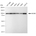 LifeSab™ KD-Validated MCM6 Rabbit mAb (20 μl)