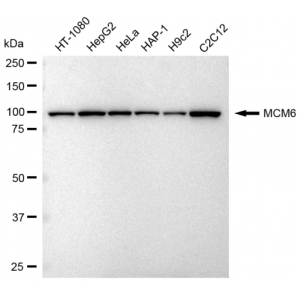 KD-Validated MCM6 Rabbit mAb (20 μl)