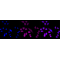 KD-ValidateNUP155 Rabbit mAb (20 μl)