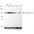 KD-ValidateNUP155 Rabbit mAb (20 μl)