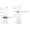 KD-ValidateNUP155 Rabbit mAb (20 μl)