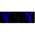 LifeSab™ KD-Validated IQGAP2 Rabbit mAb (20 μl)