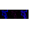 KD-Validated IQGAP2 Rabbit mAb (20 μl)