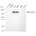 LifeSab™ KD-Validated IQGAP2 Rabbit mAb (20 μl)