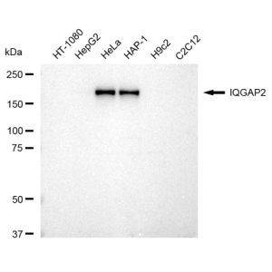 LifeSab™ KD-Validated IQGAP2 Rabbit mAb (20 μl)
