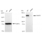 LifeSab™ KD-Validated IQGAP2 Rabbit mAb (20 μl)