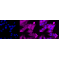 KD-Validated Bcl10 Rabbit mAb (20 μl)