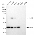 LifeSab™ KD-Validated Bcl10 Rabbit mAb (20 μl)