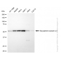 KD-Validated KPNA2 Rabbit mAb (20 μl)