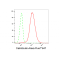 KD-Validated CRT Rabbit mAb (20 μl)