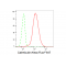 KD-Validated CRT Rabbit mAb (20 μl)