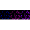 KD-Validated CRT Rabbit mAb (20 μl)