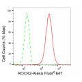 KD-Validated ROCK2 Rabbit mAb (20 μl)
