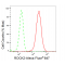 KD-Validated ROCK2 Rabbit mAb (20 μl)