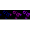 KD-Validated ROCK2 Rabbit mAb (20 μl)