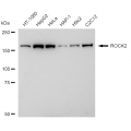 LifeSab™ KD-Validated ROCK2 Rabbit mAb (20 μl)