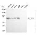 KD-Validated ATG7 Rabbit mAb (20 μl)