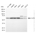 KD-Validated CLPX Rabbit mAb (20 μl)
