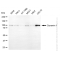 KD-Validated DNM1 Rabbit mAb (20 μl)