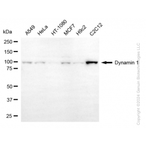 KD-Validated DNM1 Rabbit mAb (20 μl)