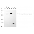 KD-Validated DPYD Rabbit mAb (20 μl)