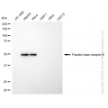 KD-Validated FZD9 Rabbit mAb (20 μl)