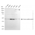 KD-Validated HOMER1 Rabbit mAb (20 μl)