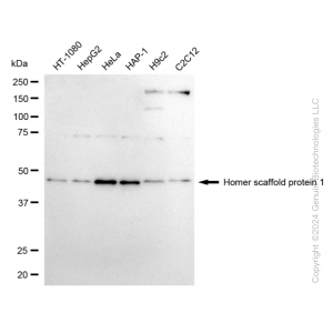KD-Validated HOMER1 Rabbit mAb (20 μl)