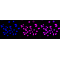 KD-Validated HDAC9 Rabbit mAb (20 μl)