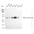 KD-Validated HOXB4 Rabbit mAb (20 μl)
