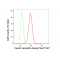 KD-Validated INSR Rabbit mAb (20 μl)