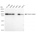 LifeSab™ KD-Validated INSR Rabbit mAb (20 μl)