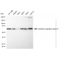 KD-Validated IRF6 Rabbit mAb (20 μl)