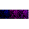 KD-Validated PRKDC Rabbit mAb (20 μl)