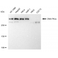 LifeSab™ KD-Validated PRKDC Rabbit mAb (20 μl)