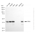 KD-Validated ITPK1 Rabbit mAb (20 μl)